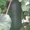 20 WAX GOURD Winter Melon White Ash Benincasa Hispida Vegetable Seeds