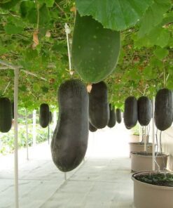 Alternative view of 20 WAX GOURD Winter Melon White Ash Benincasa Hispida Vegetable Seeds