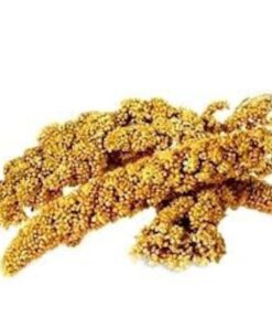Alternative view of 200 PROSO MILLET White Common Panicum Miliaceum Ornamental Grass Vegetable Seeds Flat