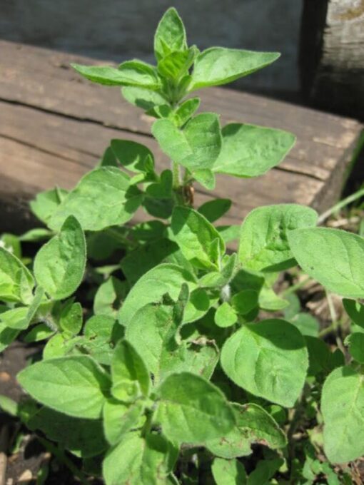 500 GREEK OREGANO Italian / Winter Marjoram Oreganum Vulgare Hirtum Herb Seeds Comb S/H