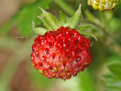 100 VESCA BARON STRAWBERRY Solemacher Berry Fragari Red Fruit Pink Flower Seeds Flat