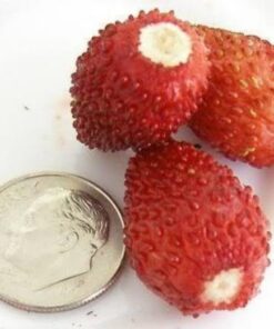 Alternative view of 100 VESCA BARON STRAWBERRY Solemacher Berry Fragari Red Fruit Pink Flower Seeds Flat