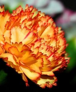 50 ORANGE CARNATION Dianthus Caryophyllus Chabaud Double Flower Seeds *Comb S/H
