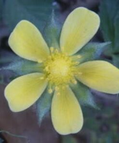 Alternative view of 50 Red Indian TUTTIFRUTTI STRAWBERRY Duchesnea Indica Flower Berry Fruit Seeds Comb S/H