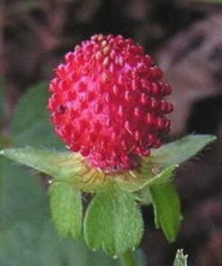 50 Red Indian TUTTIFRUTTI STRAWBERRY Duchesnea Indica Flower Berry Fruit Seeds Comb S/H