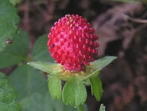 50 Red Indian TUTTIFRUTTI STRAWBERRY Duchesnea Indica Flower Berry Fruit Seeds Comb S/H