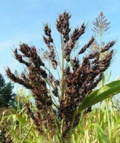 Alternative view of 50 Organic BLACK AMBER SORGHUM Sugar Cane Sorghum Bicolor Grain Vegetable Seeds