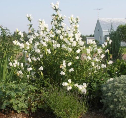 200 White CANTERBURY BELLS