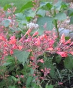 Alternative view of 30 Red AGASTACHE HEATHER QUEEN Hummingbrid Mint Hyssop Flower Herb Seeds