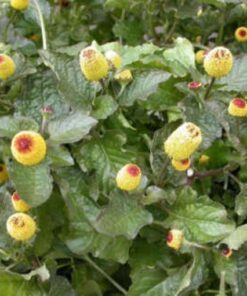 Alternative view of 100 TOOTHACHE / EYEBALL PLANT Spilanthes Oleracea Red & Yellow Flower Herb Seeds Comb S/h