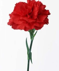 Alternative view of 50 SCARLET RED CARNATION Dianthus Caryophyllus Grenadin Double Flower Seeds