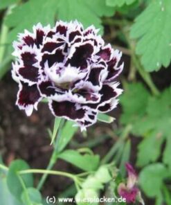 Alternative view of 30 Black & White CHIANTI DIANTHUS Chinensis China Pink Flower Seeds