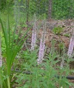 Alternative view of 50 Light Pink VERONICA Longifolia / SPIKE SPEEDWELL Flower Seeds