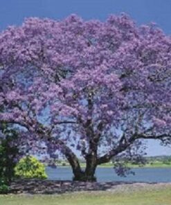 Alternative view of 25 BLUE JACARANDA TREE ( Fern Tree / Brazilian Rose Wood / Green Ebony ) Jacaranda Mimosifolia Seeds
