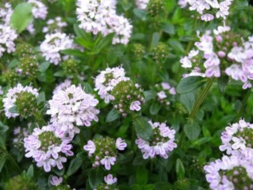 150 Creeping WINTER SAVORY Satureja Montana Herb Pink Flower Seeds Combined S/H