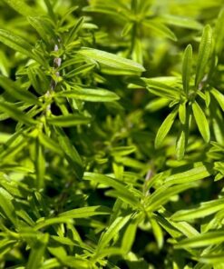 Alternative view of 150 Creeping WINTER SAVORY Satureja Montana Herb Pink Flower Seeds Combined S/H