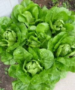 Alternative view of 3000 PARRIS ISLAND Romaine LETTUCE Lactuca Sativa Vegetable Seeds