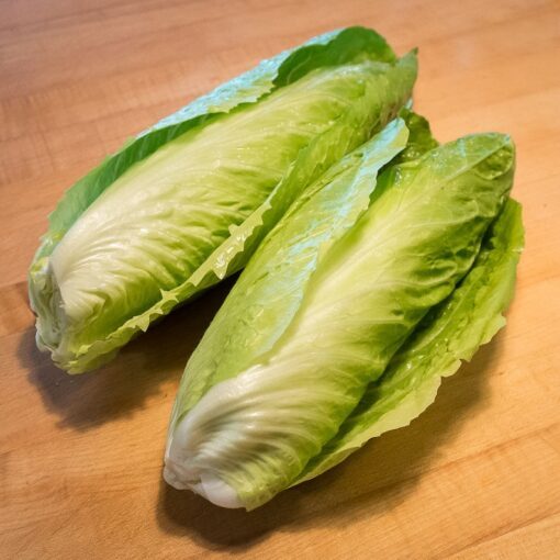 250 SUGAR LOAF ENDIVE Radicchio Escarole Cichorium Intybus Green Vegetable Seeds