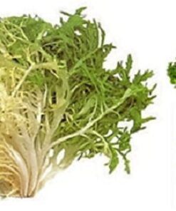 Alternative view of 1000 SALAD KING ENDIVE Italian Chicory Greens Cichorium Endivia Vegetable Seeds