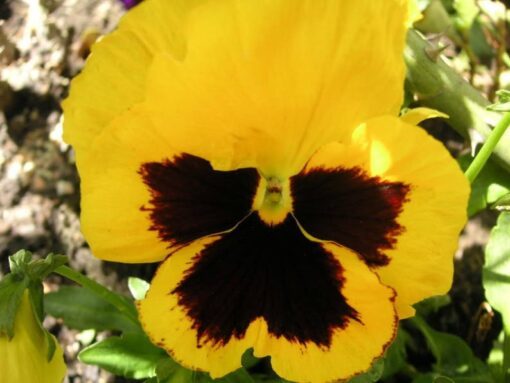50 YELLOW & BROWN PANSY Swiss Giant Violet Viola Wittrockiana Flower Seeds