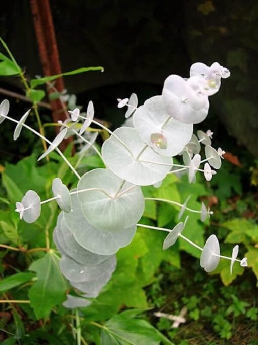 20 SILVER DROP EUCALYPTUS Gunnii Cider Gum Florist Tree Seeds Comb S/H