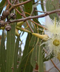 Alternative view of 25 RED FOREST GUM Tree Eucalyptus Tereticornis Blue Grey Mountain Flower Seeds Flat