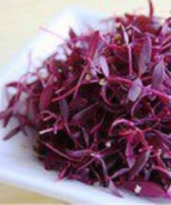 Alternative view of 500 RED GARNET AMARANTH Amaranthus Tricolor Vegetable Flower Seeds *Combined S/H
