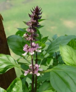 250 Green Tulsi HOLY BASIL Ocimum Sanctum Tenuiflorum Herb Flower Seeds