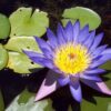 10 BLUE WATER LILY / Lily Pad / Asian Water Lotus / Sacred Egyptian Lotus Nymphaea Caerulea Flower Seeds