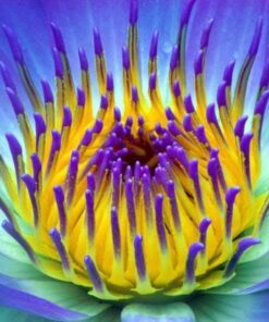 Alternative view of 10 BLUE WATER LILY / Lily Pad / Asian Water Lotus / Sacred Egyptian Lotus Nymphaea Caerulea Flower Seeds