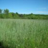 300 Wrens Abruzzi WINTER RYE Secale Cereale Grain Cover Crop Seeds Flat