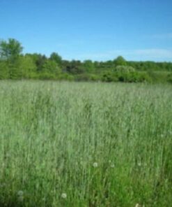 300 Wrens Abruzzi WINTER RYE Secale Cereale Grain Cover Crop Seeds Flat