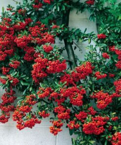 25 SCARLET FIRETHORN Pyracantha Coccinea Bush Shrub Flower Seeds Rate