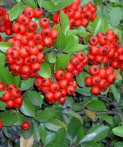 Alternative view of 25 SCARLET FIRETHORN Pyracantha Coccinea Bush Shrub Flower Seeds Rate