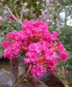Alternative view of 35 Dark PINK CREPE MYRTLE Lagerstroemia Indica Flowering Shrub Bush Small Tree Seeds