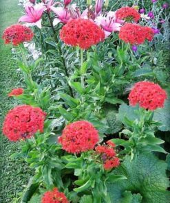 Alternative view of 70 RED LYCHNIS Chalcedonica / Rose Campion / Catchfly Flower Seeds