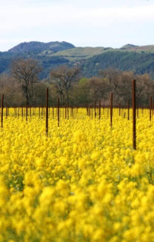 3000 Southern GIANT CURLED MUSTARD Ostrich Plume Brassica Juncea Vegetable Herb Seeds