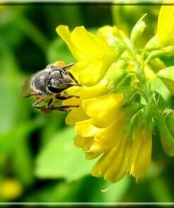 Alternative view of 3000 Southern GIANT CURLED MUSTARD Ostrich Plume Brassica Juncea Vegetable Herb Seeds
