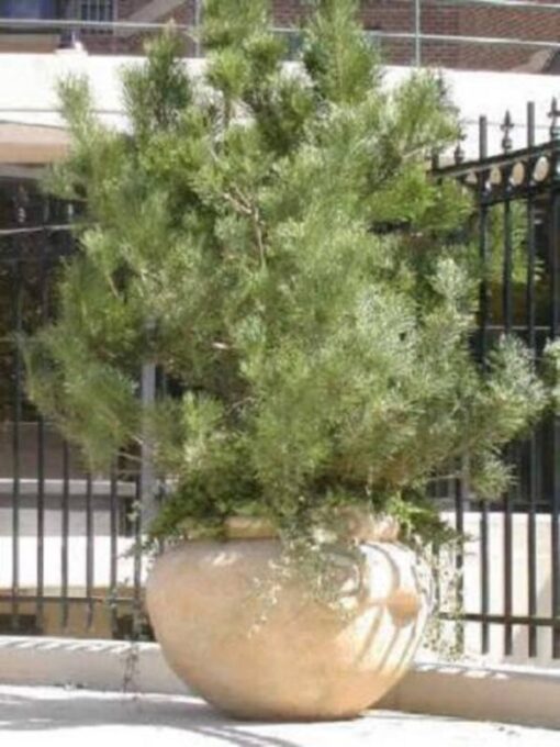 10 Japanese BLACK PINE TREE Evergreen Pinus Thunbergii Seeds Flat