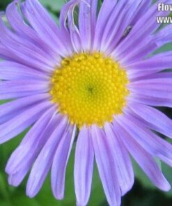 Alternative view of 50 Blue EAST INDIES ASTER Tongolensis Flower Seeds