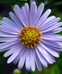 50 Blue EAST INDIES ASTER Tongolensis Flower Seeds