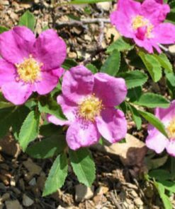 Alternative view of 15 PRAIRIE ROSE Bright Pink Arkansas Rosa Arkansana Flower Seeds