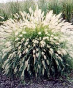 30 White Fountain Grass Seeds – Pennisetum Villosum, Ornamental Flower Seeds, 36-48" Tall, Low Maintenance