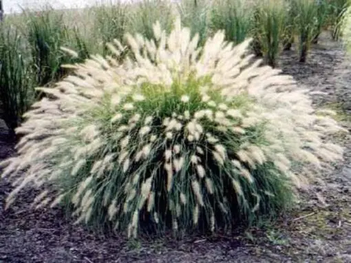 30 White Fountain Grass Seeds – Pennisetum Villosum, Ornamental Flower Seeds, 36-48" Tall, Low Maintenance