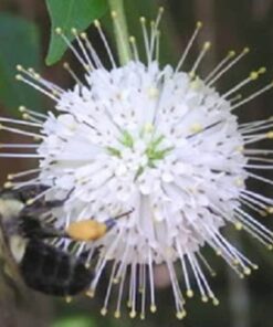 50 BUTTONBUSH / HONEYBALL Cephalanthus Occidentalis White Hummingbird Flower Bush Shrub Seeds