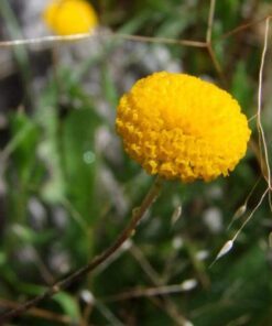 Alternative view of 20 Yellow BILLY BUTTONS / WOLLYHEADS Craspedia Globosa Flower Seeds