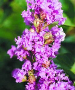 Alternative view of 35 LILAC Light Purple CREPE MYRTLE Lagerstroemia Indica Flowering Shrub Bush Small Tree Seeds