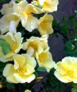 Alternative view of 10 Golden Yellow FATHER HUGO ROSE Rosa Hugonis Flower Bush Shrub Seeds Flat