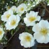 10 WHITE JAPANESE ROSE Rosa Rugosa Alba Bush Rugosa Rose Flower Seeds Flat