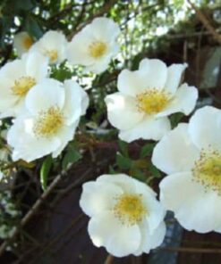 10 WHITE JAPANESE ROSE Rosa Rugosa Alba Bush Rugosa Rose Flower Seeds Flat